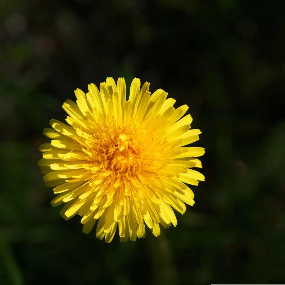 Taraxacum officinale - Flower