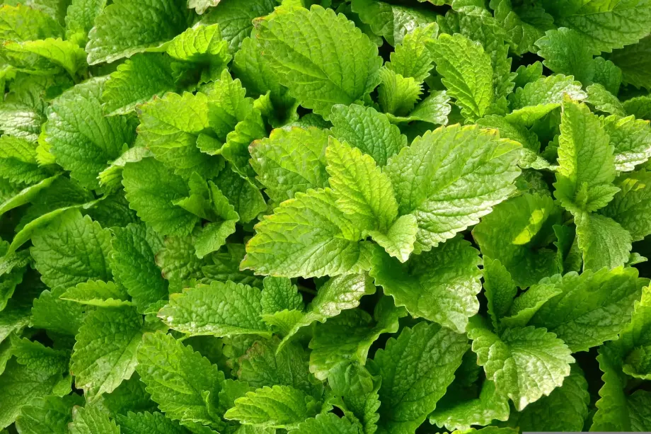 lemon-balm-2370812