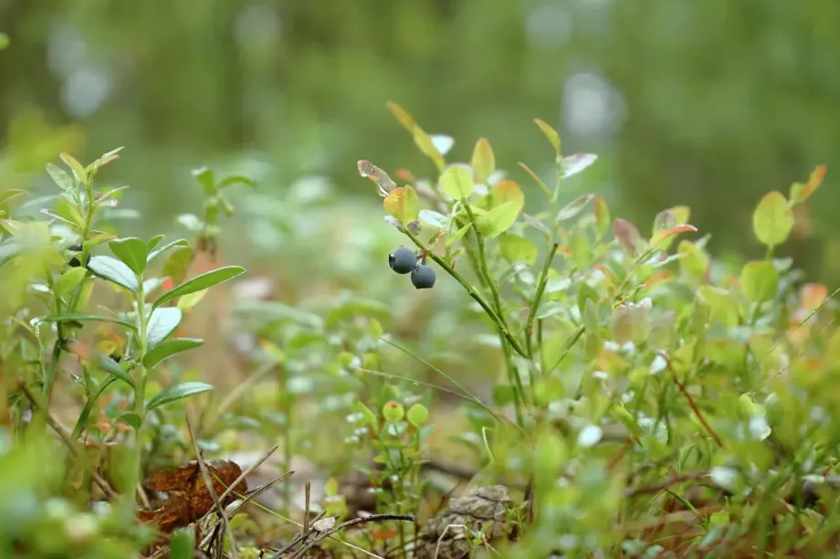 european-blueberry-7363655