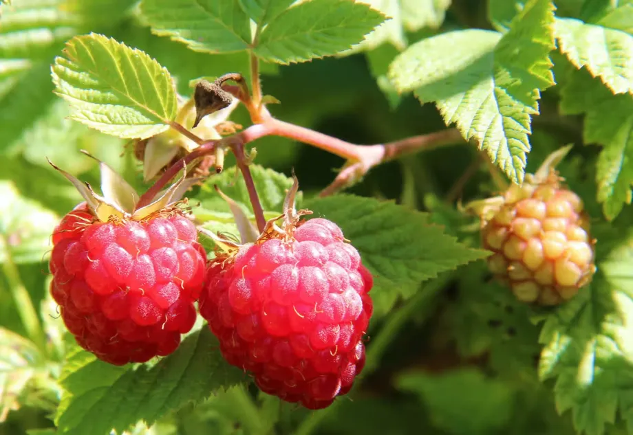 raspberries-1700485