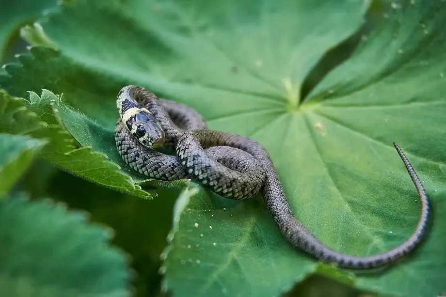 grass-snake-3364032