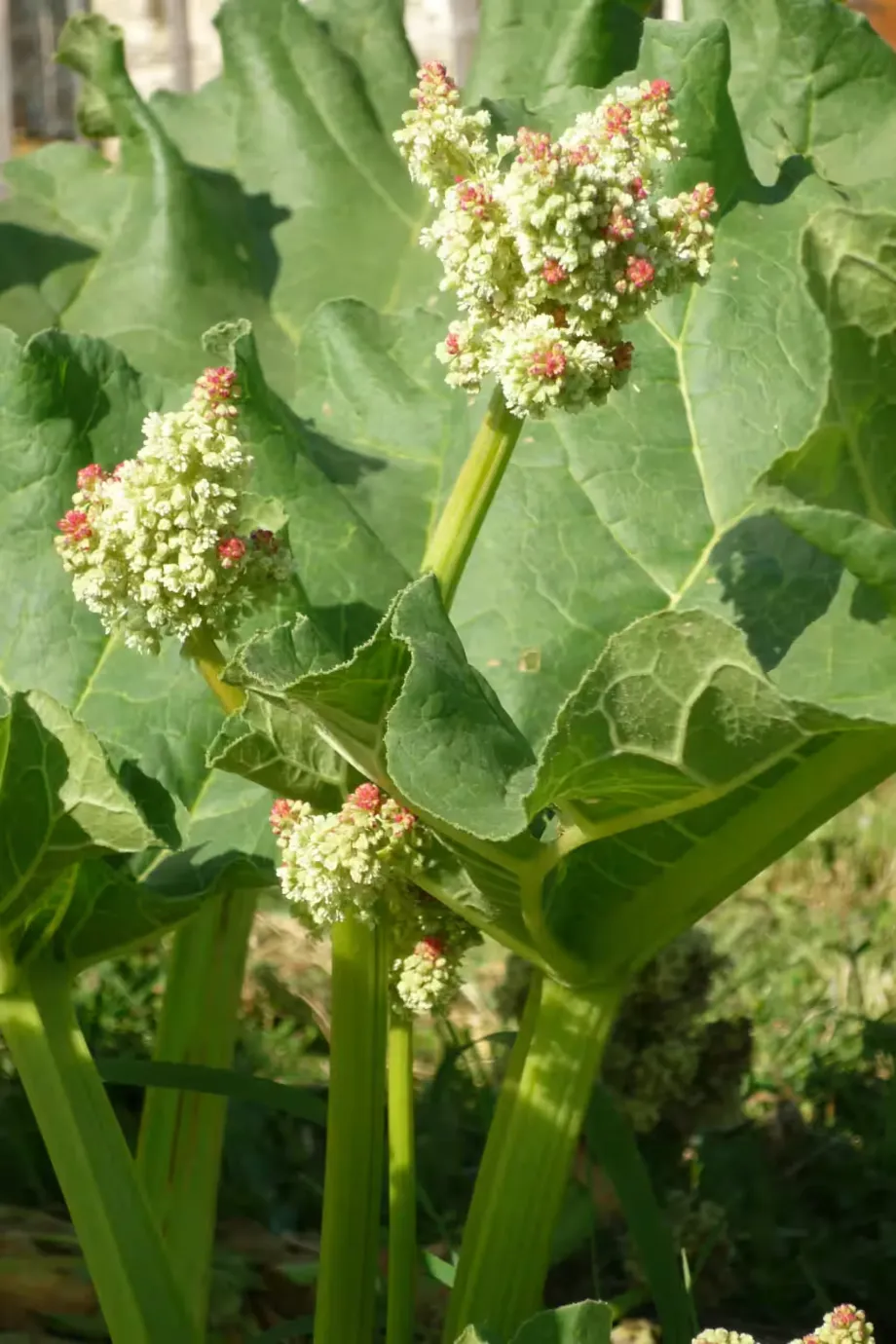 rhubarb-1881392