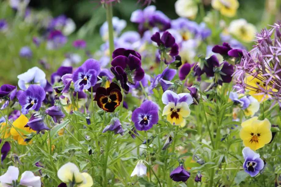 pansies-3665976