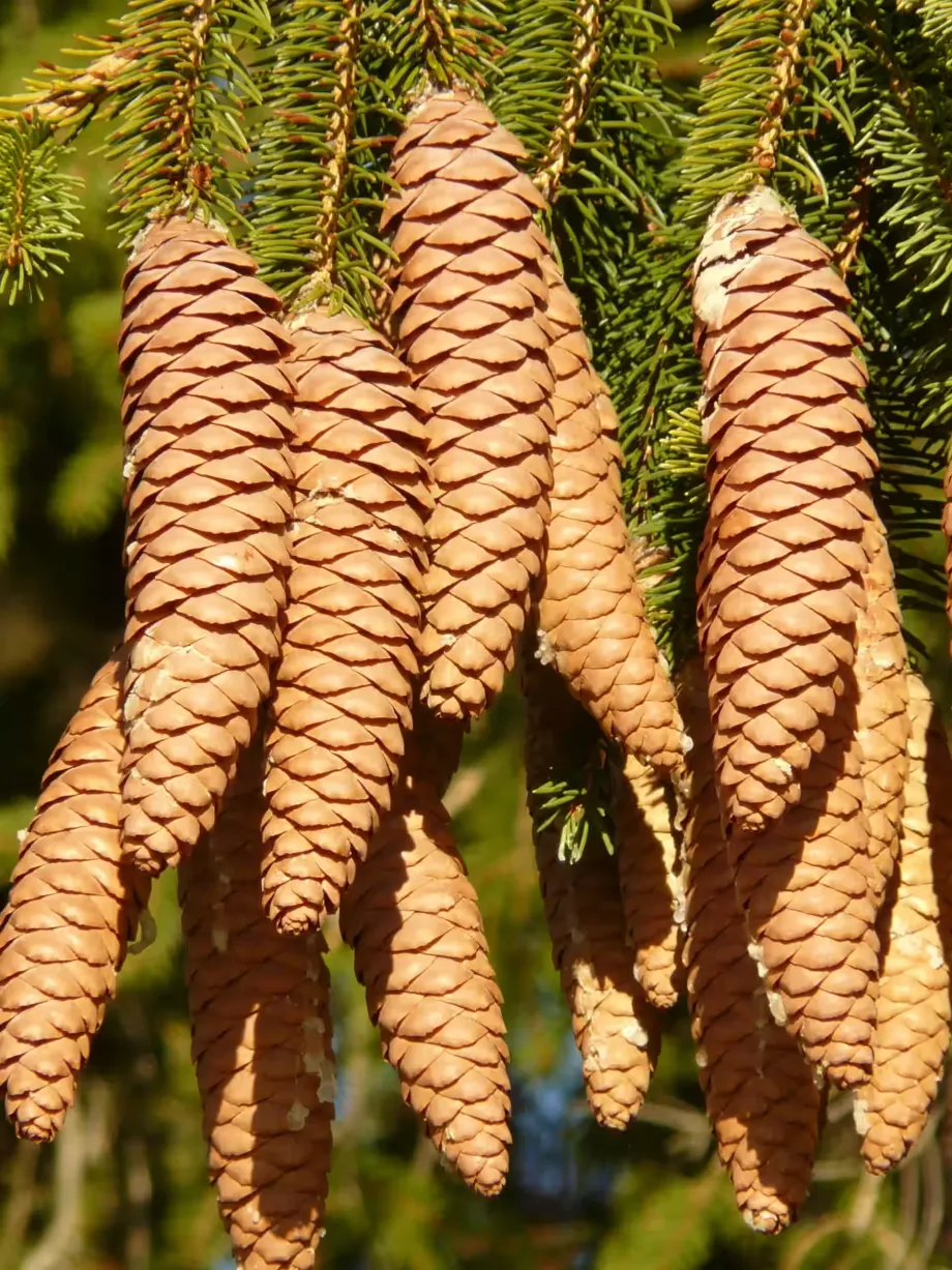 spruce-cones-10622