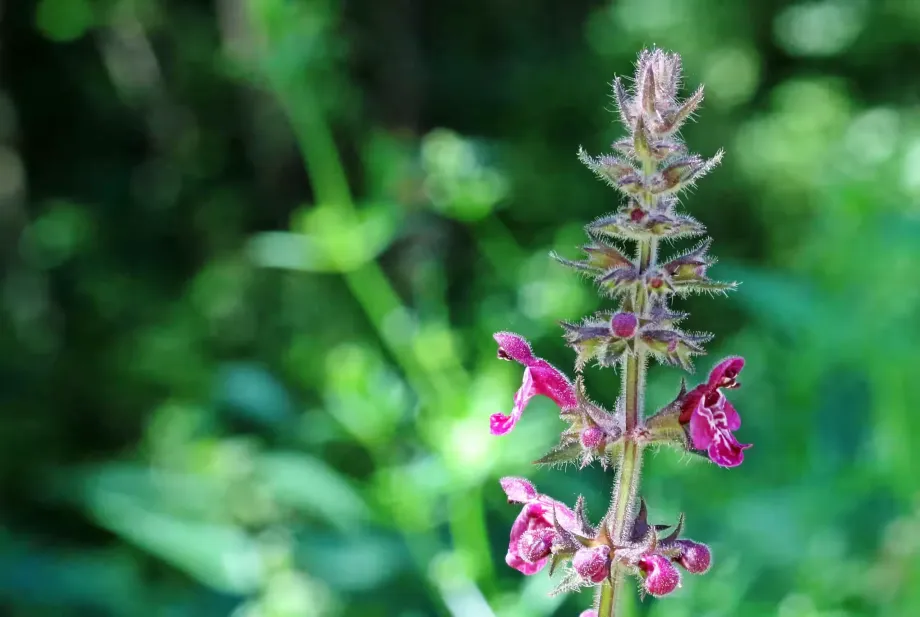 forest-ziest-1531105